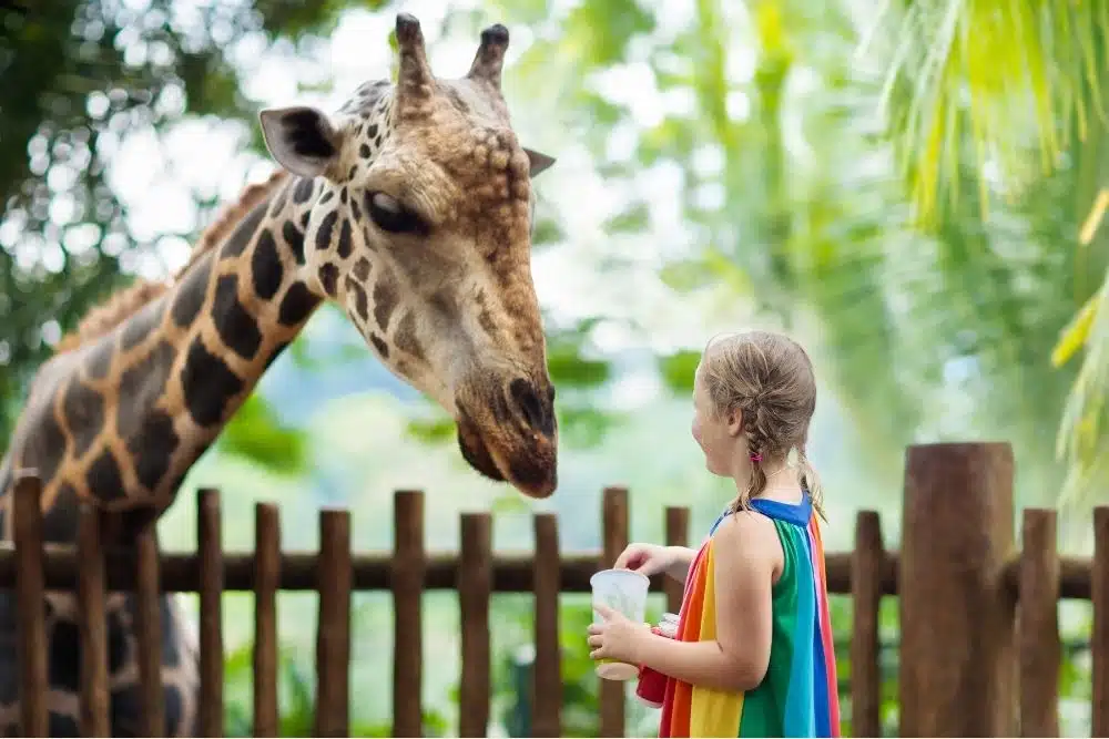 Children petting a giraffe during an animal encounter at Camp Zoofari at the Houston Zoo.
