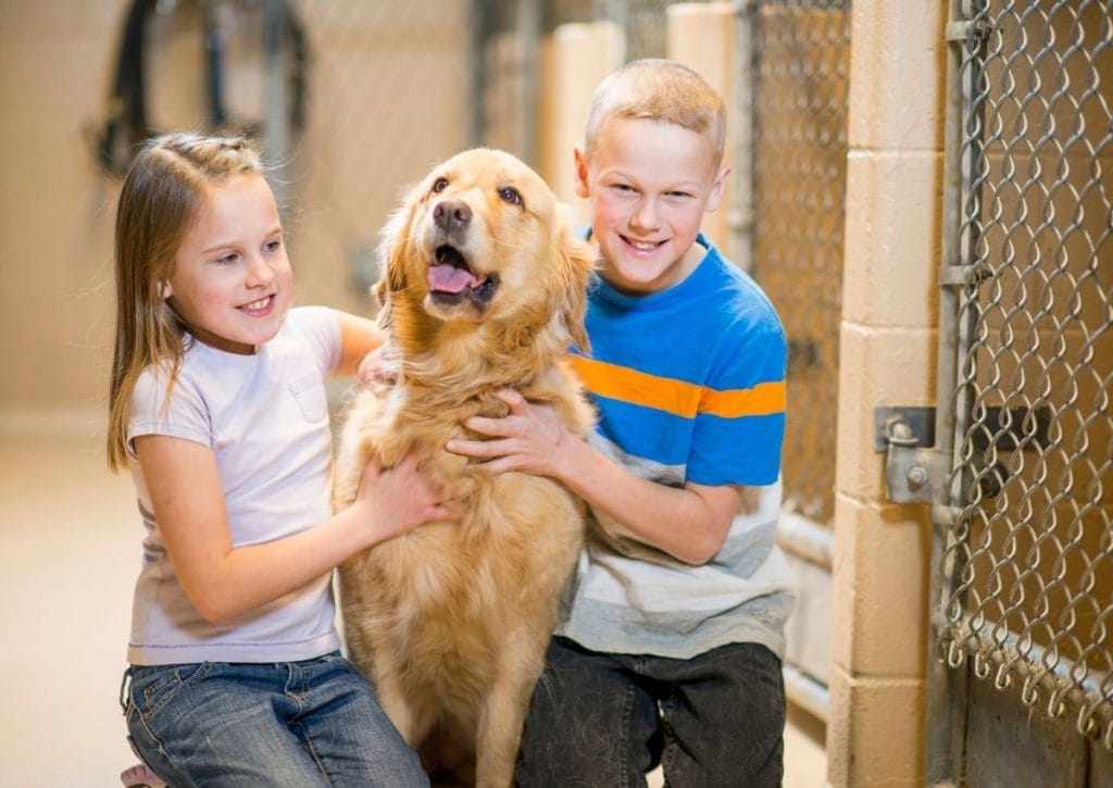 A child helping groom a rescue dog during Critter Camp at the Houston SPCA.